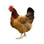 Brown Broiler Chicken