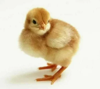 Day Old Chicks