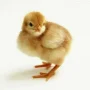Day Old Chicks