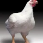 White Broilers Chicken