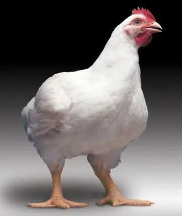 White Broilers Chicken