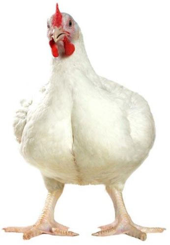 White Broilers Chicken - Image 4