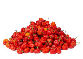 Scotch Bonnet Pepper - Image 2