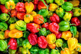 Scotch Bonnet Pepper - Image 3
