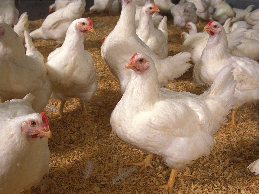 White Broilers Chicken - Image 3