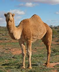Red Camels Breed - Image 2