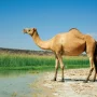 Red Camels Breed
