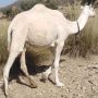 White Camels Breed