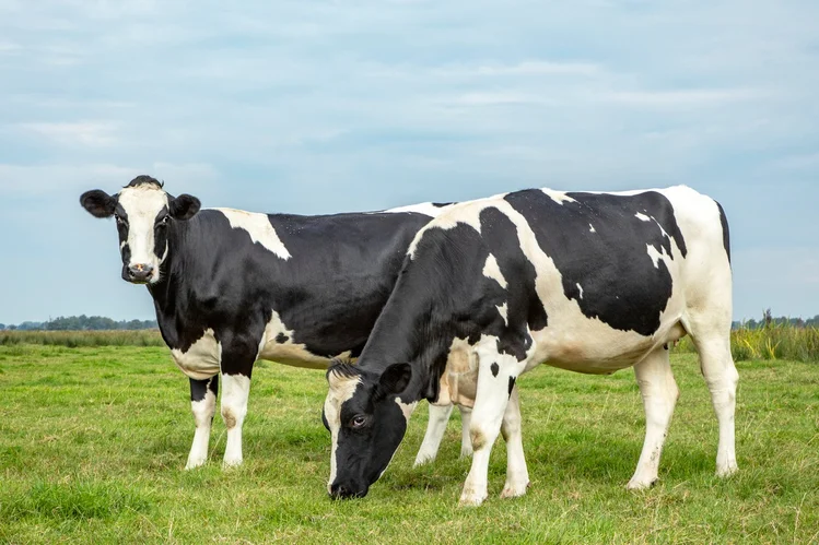 Dairy Cattle - Image 3