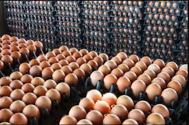 Chicken Egg - Image 2