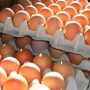 Chicken Egg