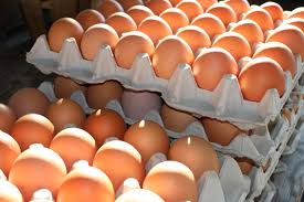 Chicken Egg