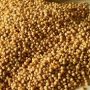 Sorghum