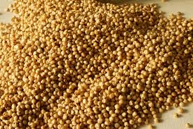 Sorghum